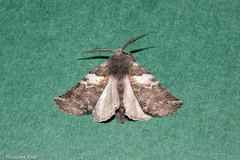 Declana griseata