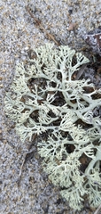 Cladonia submitis