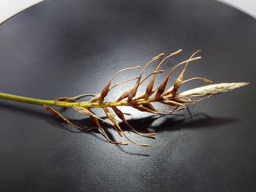 Carex penalpina observed 2022-01-13
