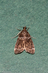Eudonia leucogramma