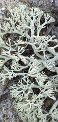 Cladonia submitis