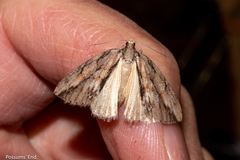 Pseudocoremia lupinata