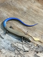 Plestiodon callicephalus