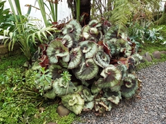 Begonia rex-cultorum