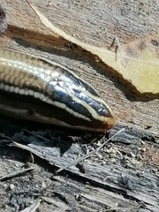 Plestiodon callicephalus