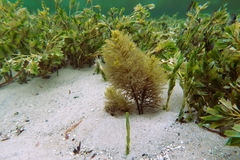 Caulocystis cephalornithos