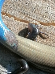 Plestiodon callicephalus