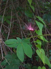 Calliandra tergemina
