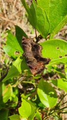 Achlyodes