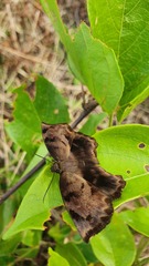 Achlyodes