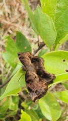 Achlyodes
