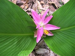 Curcuma australasica