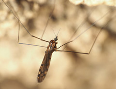 Neolimonia rara