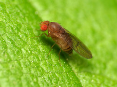 Drosophila tripunctata
