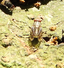 Scholastinae
