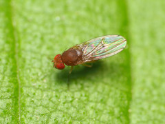Drosophila tripunctata