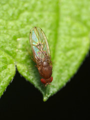 Drosophila tripunctata