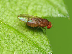 Drosophila tripunctata
