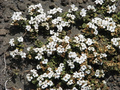 Veronica spathulata