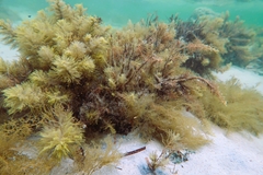 Caulocystis cephalornithos