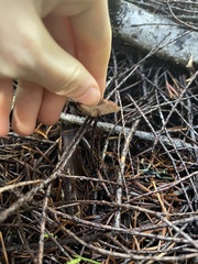 Auriscalpium vulgare