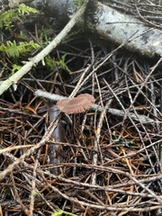 Auriscalpium vulgare