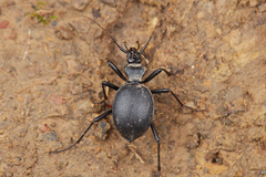 Scaphinotus cristatus