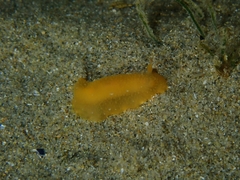 Doriopsilla carneola