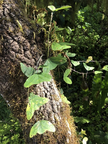 Passiflora colinvauxii (Passiflora colinvauxii)