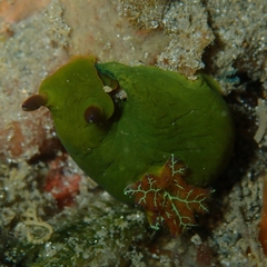 Tambja dracomus
