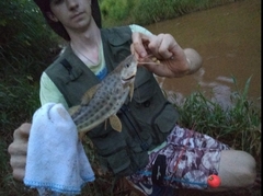 Pimelodus maculatus