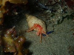 Lophopagurus nanus