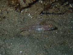 Nesogobius pulchellus