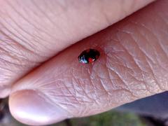 Hyperaspis sphaeridioides