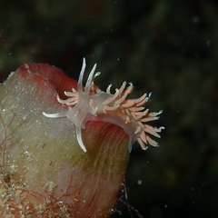 Phyllodesmium serratum