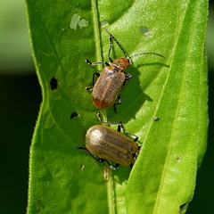 Galerucella placida