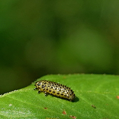 Galerucella placida