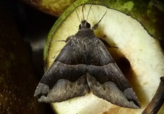 Gondysia