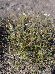 Coreocarpus sonoranus