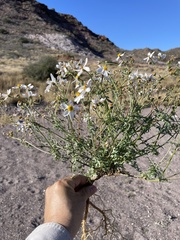 Coreocarpus sonoranus