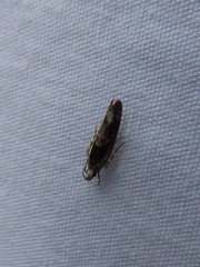 Pseudochelaria