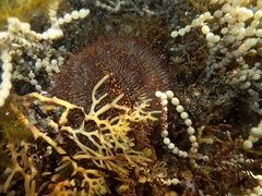 Short-spine Urchin