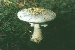 Amanita ochrophylloides