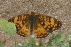 Phyciodes pallida