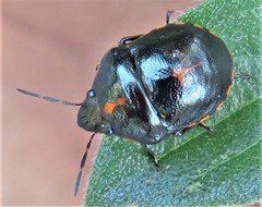 Graptocoris