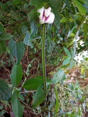 Centrosema macrocarpum