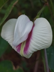 Centrosema macrocarpum