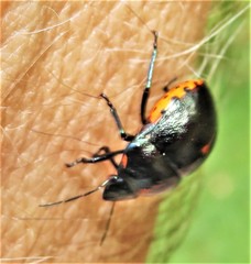 Graptocoris