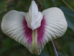 Centrosema macrocarpum