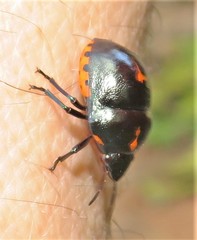 Graptocoris